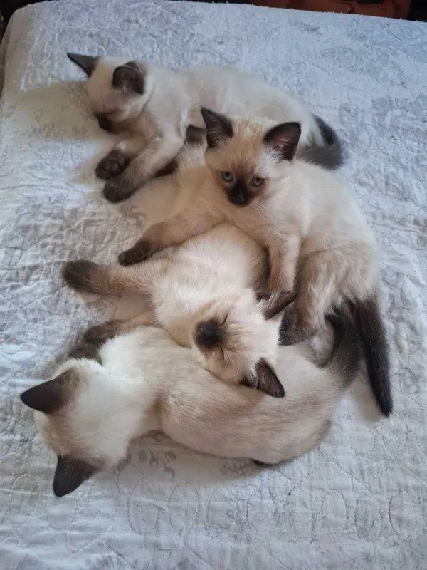 Сиамские котята продаются — фото 3