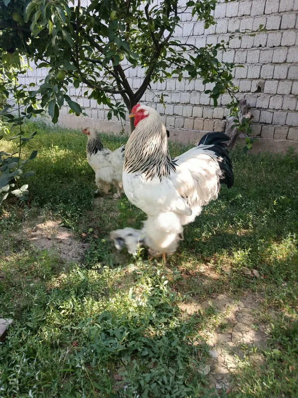 Продам петуха пародисты большой — фото 3
