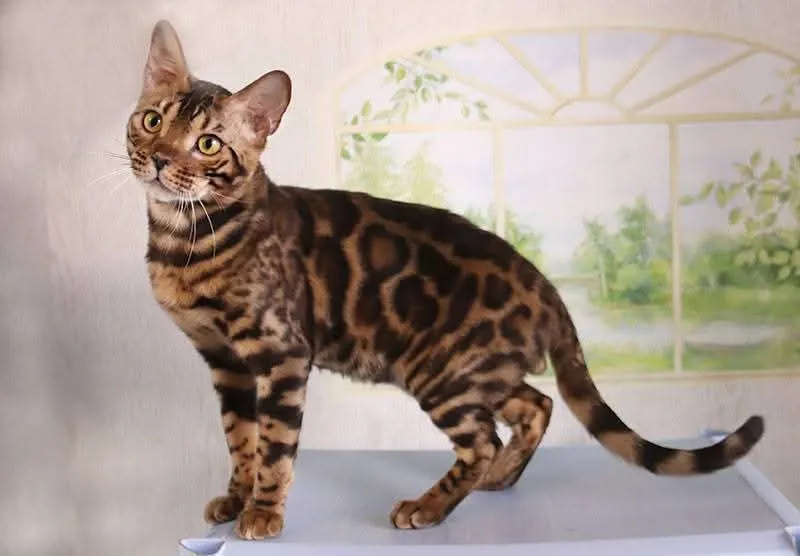 срочно кот срочно кот