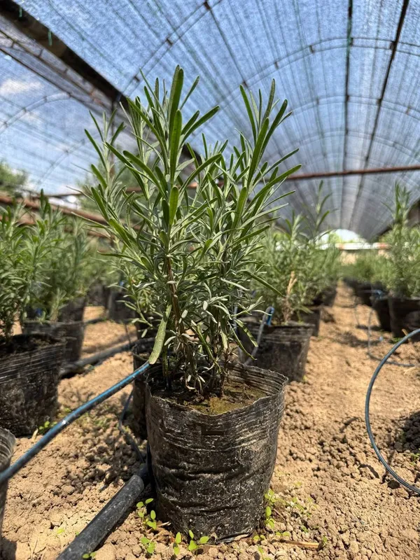 fransuzkiy lavanda Holati ideal 2 fransuzkiy lavanda Holati ideal 2