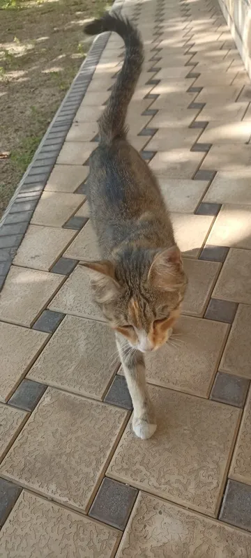 Uy mushugi kimga kerak boʻlsa boqadigan odamga tekinga berib yuboraman 2 Uy mushugi kimga kerak boʻlsa boqadigan odamga tekinga berib yuboraman 2