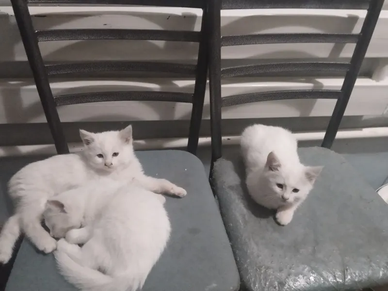 Котята ищут добрых и заботливых хозяев — фото 2