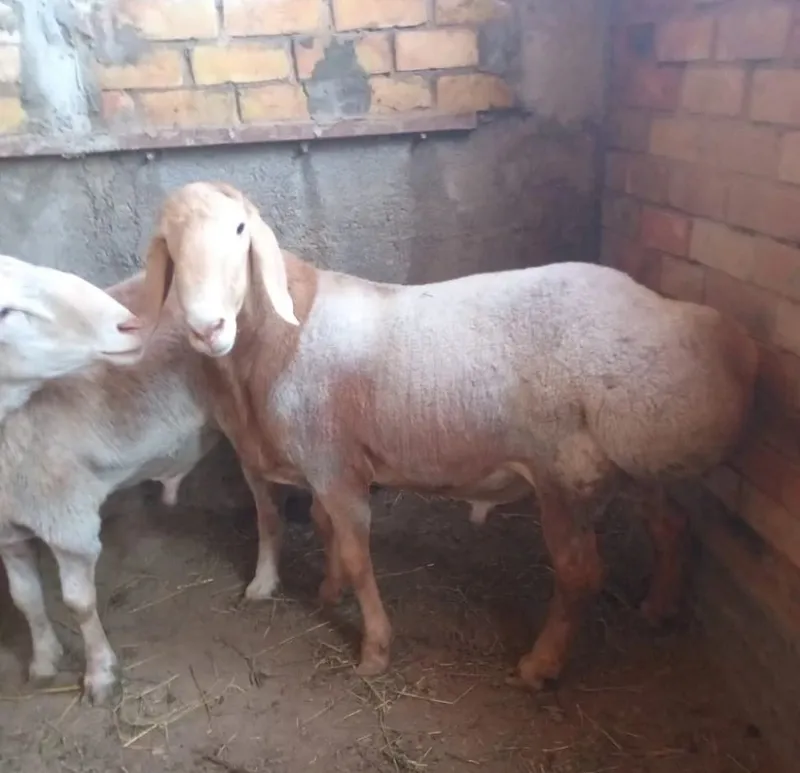 продам Баран кучкар