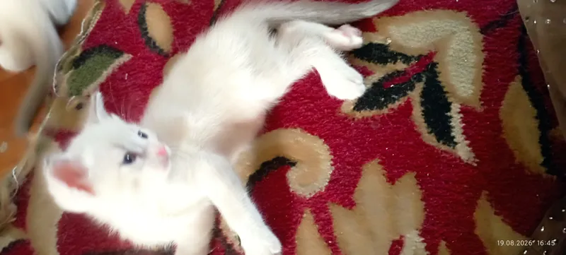 Котёнок бесплатно 2 Котёнок бесплатно 2