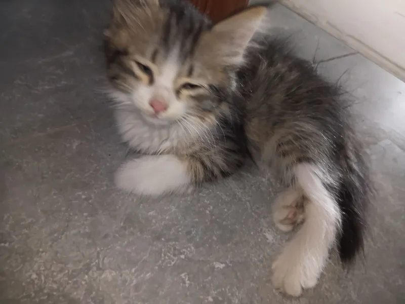 manashu shirin mushuklar tezda sotuvda 2 manashu shirin mushuklar tezda sotuvda 2