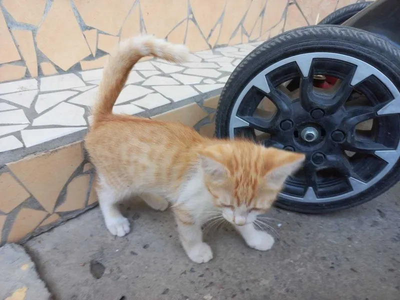 Мушук Котёнок 2 месячный добрые руки Активный здоровый и очень игривый 5 Мушук Котёнок 2 месячный добрые руки Активный здоровый и очень игривый 5