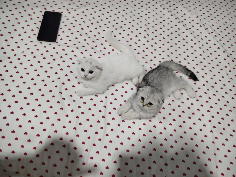 scottish fold mushukcha sotiladi
