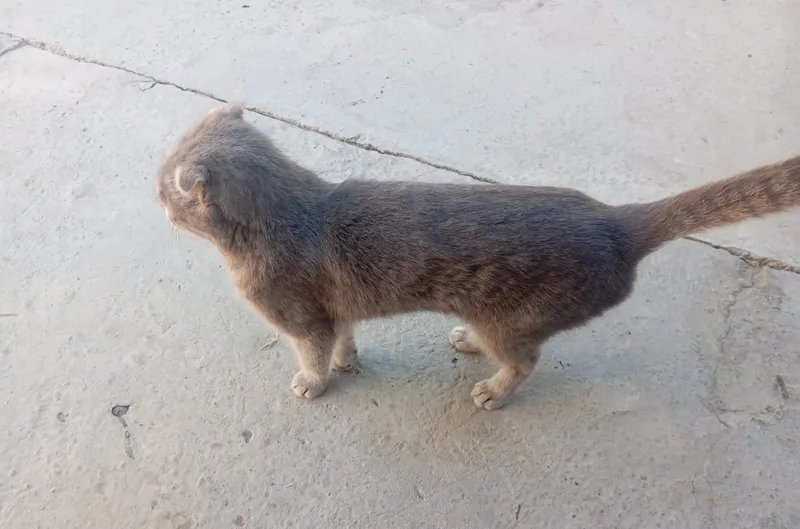 Котёнок, гарантия 1 месяц 2