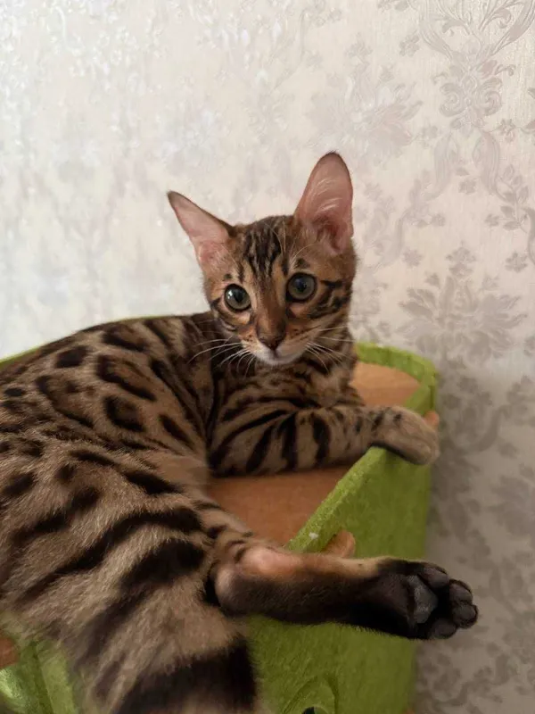 Продаю свою Бенгальскую кошку -5 месяцев, по кличке Муизза — фото 4