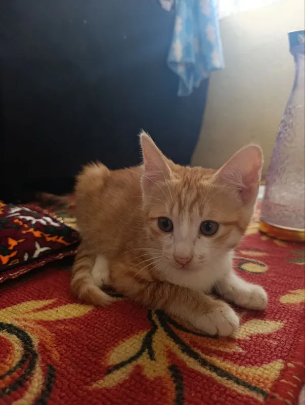 chiroyli mushukchalar