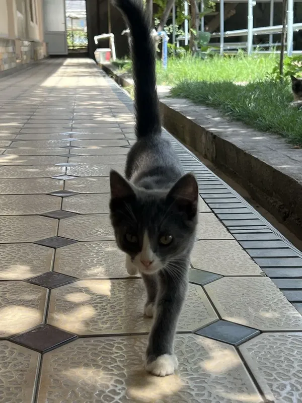 Отдам котят в хорошие руки 6 Отдам котят в хорошие руки 6