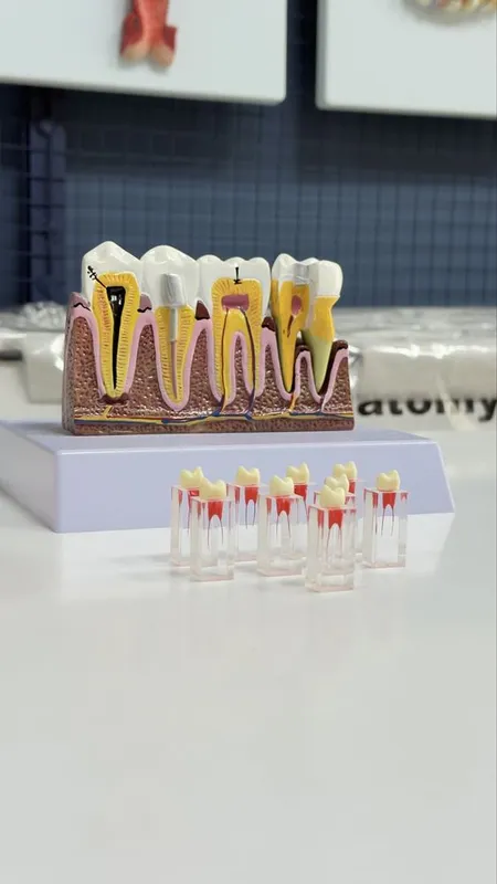 Стоматологик Тиш Моделлари ва Фантомлар Dental Model 5 Стоматологик Тиш Моделлари ва Фантомлар Dental Model 5
