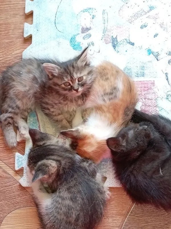 Продам не дорого котят в добрую семью... — фото 1