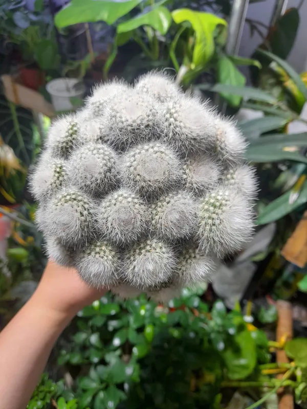 Mammillaria Shvartsa (Xitoy) 2