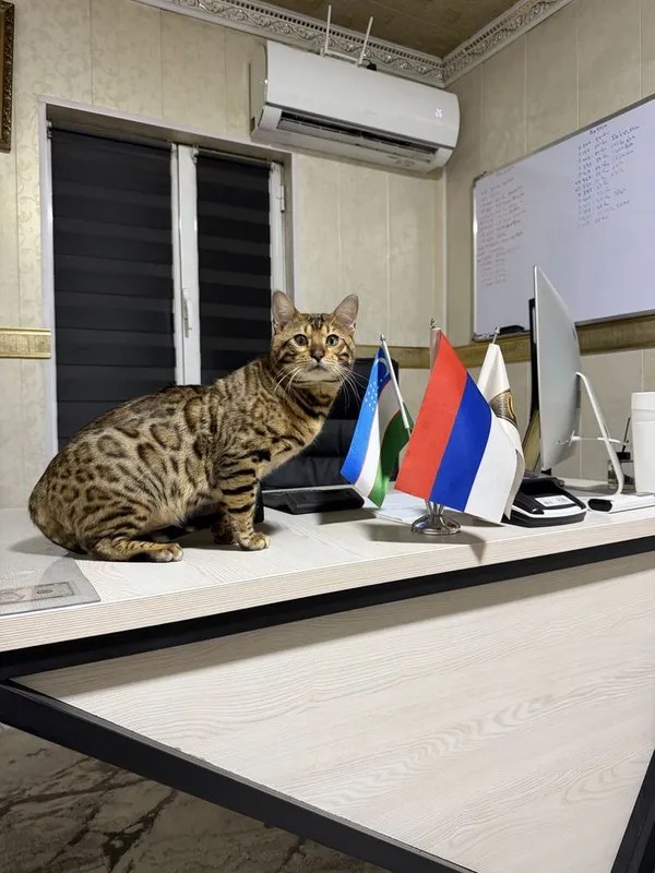 Кот Бенгалский. Паспорт привка имейитса — фото 2