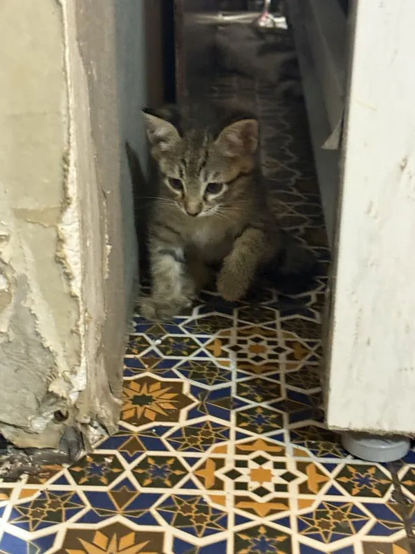 котята в добрые руки — фото 3 котята в добрые руки — фото 3