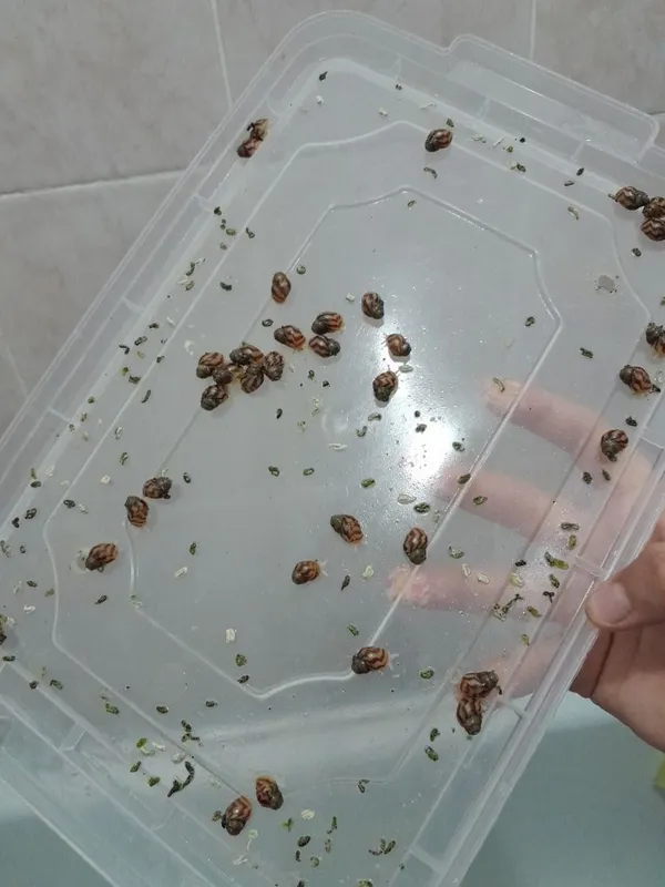 Kosmetologik ulitka (Axatina retikulyata albinoz 4-4.5sm