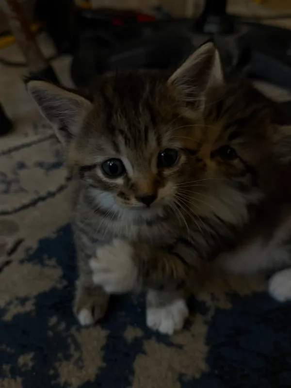Кошка 2 Кошка 2