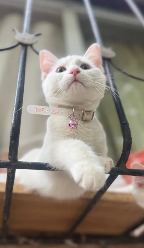 Кошка , игриливая — фото 1
