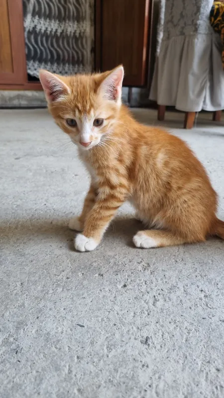 кот 1