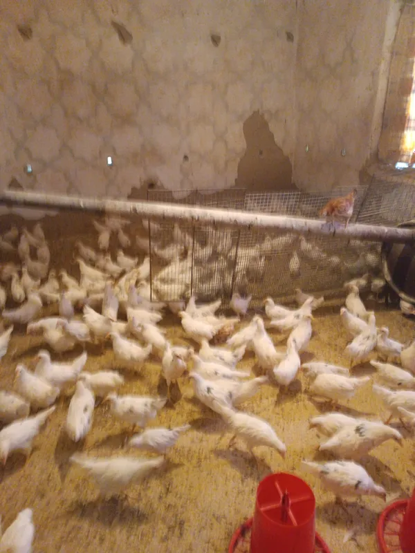 Сенди зотли товук, жу́жалари 2
