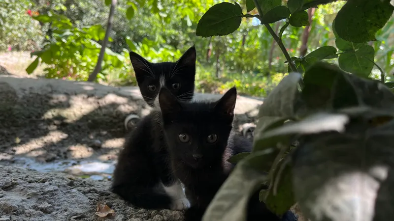 Котята — фото 4