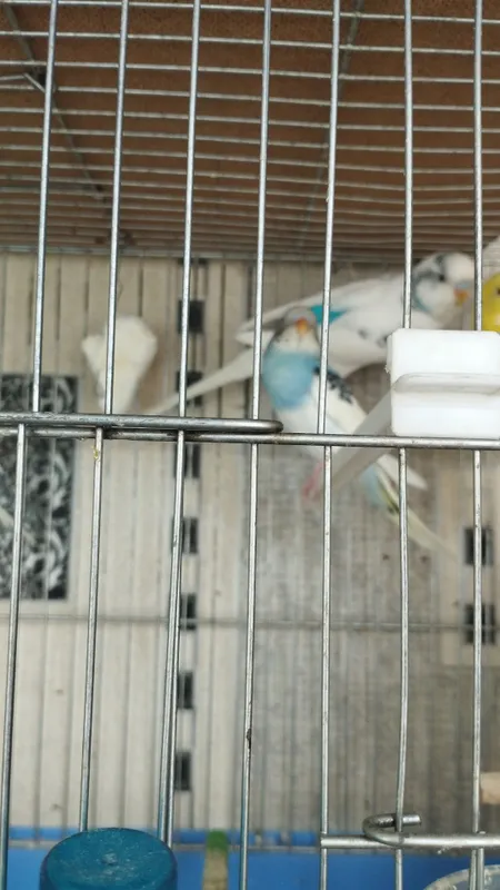 Попугаи — фото 1