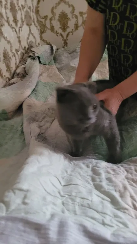 Скотиш фолд,3 мес — фото 2