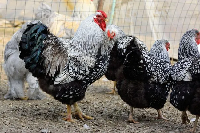 Dekorativ Wyandott silver tuxum
