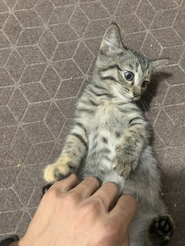 Отлам 2 котенка в хорошие руки