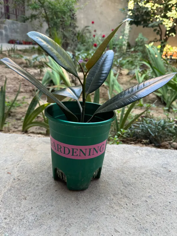(Ficus elastica) Fikus sofiya