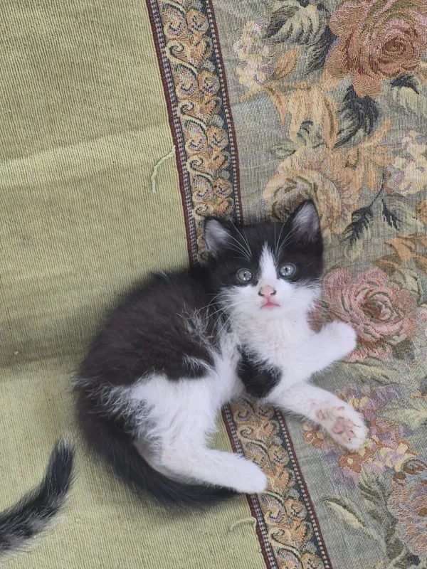 Котята бесплатно — фото 2
