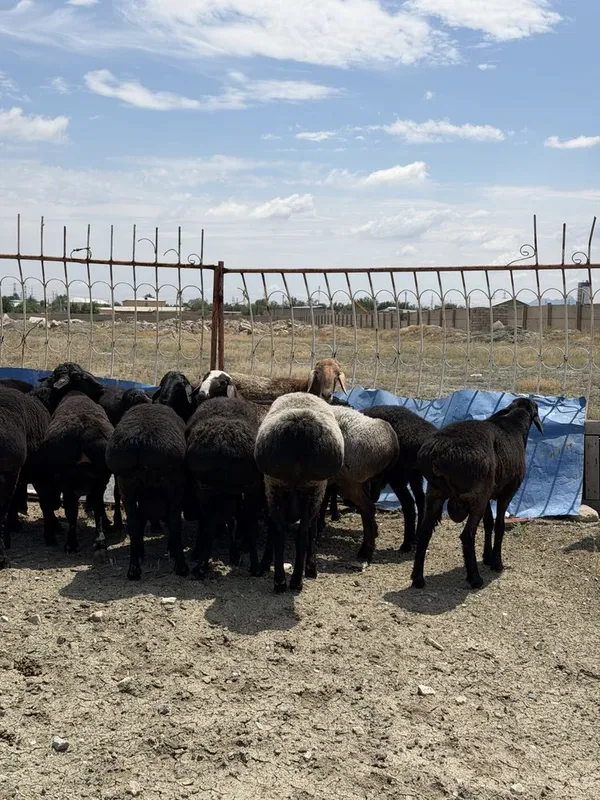 Qurbonlik uchun qo’chqorlar bor — фото 4