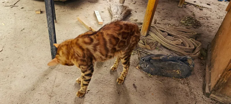 Бенгальские кот с 6 Бенгальские кот с 6