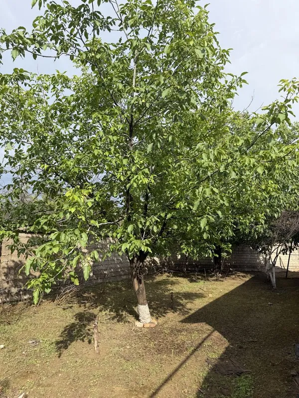 Продаю свой земельный участок Кибрайский район — фото 3