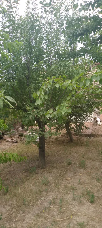 дарахт утин 8