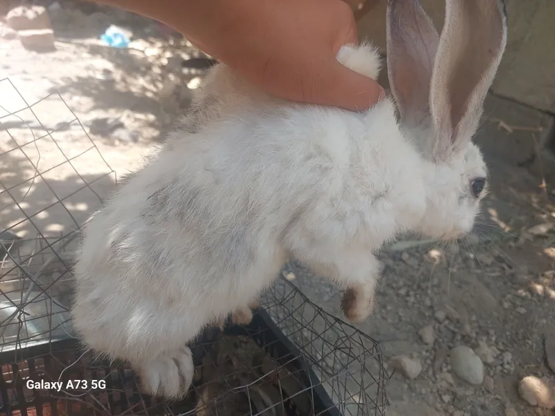 Quyonlar sotiladi narxini kelishamiz soni 8ta 3 Quyonlar sotiladi narxini kelishamiz soni 8ta 3