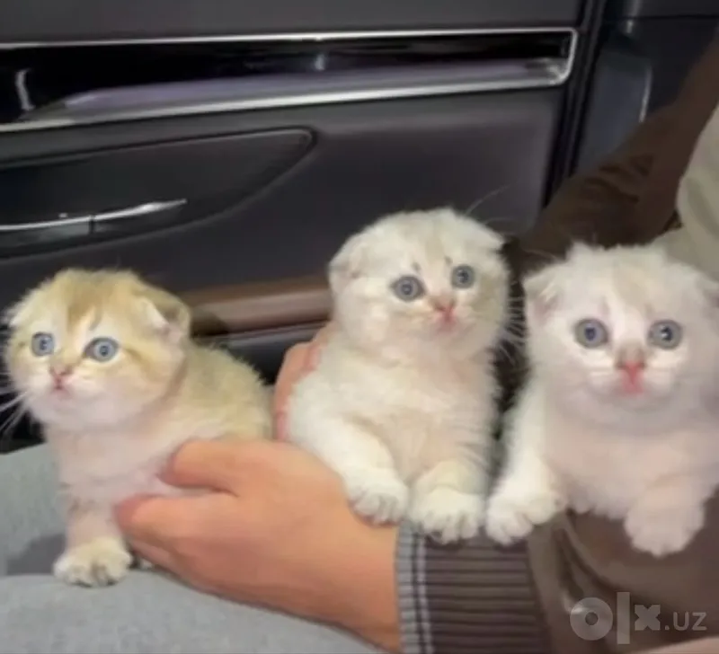Scottish Fold — серебристая и золотистая шиншилла 1 Scottish Fold — серебристая и золотистая шиншилла 1