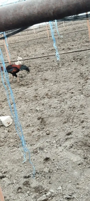 Buxoro viloyati Gʻijduvon tumanida