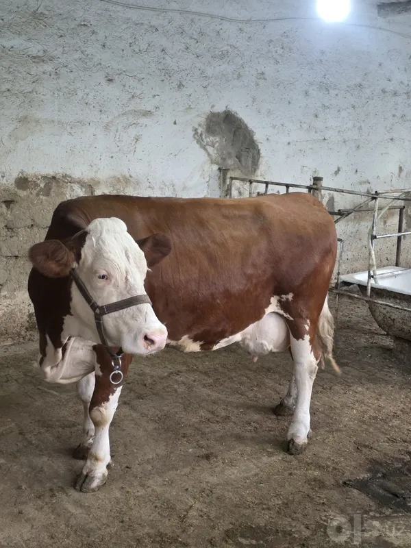 Semental Sotiladi 20 l sut beradi 4 Semental Sotiladi 20 l sut beradi 4