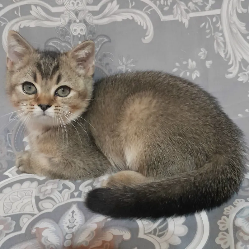 Shinshilla, skotish-streyt erkak mushukcha sotiladi 3 Shinshilla, skotish-streyt erkak mushukcha sotiladi 3