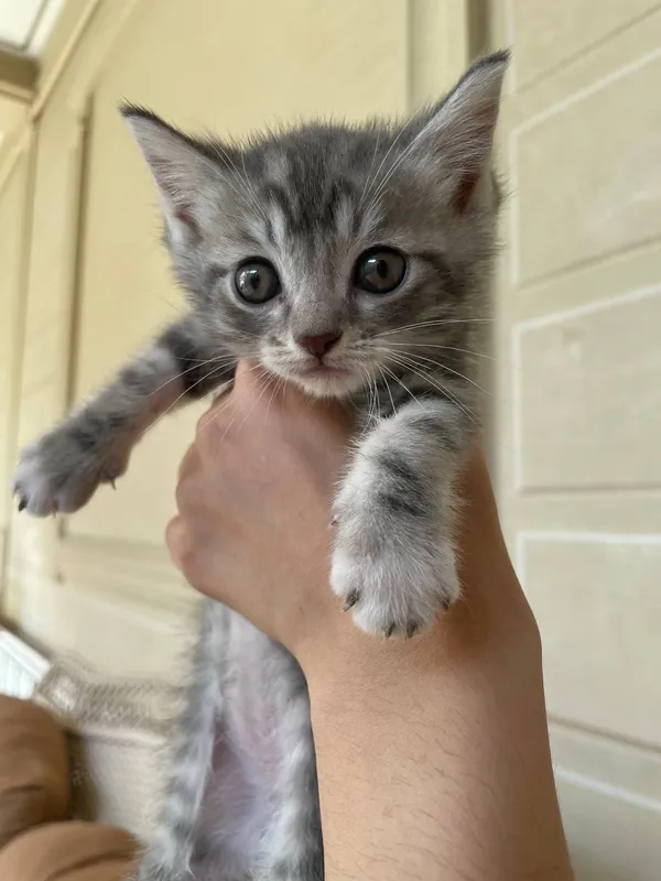 Котята — фото 2 Котята — фото 2