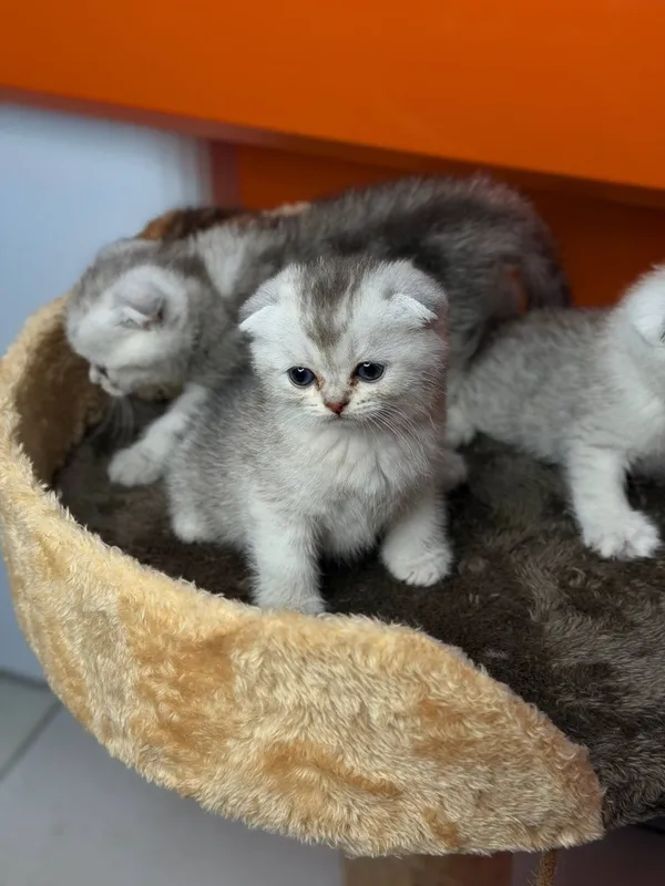 Продаются котята. — фото 2
