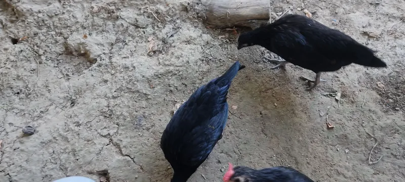 Кора Бентам жужалари 5