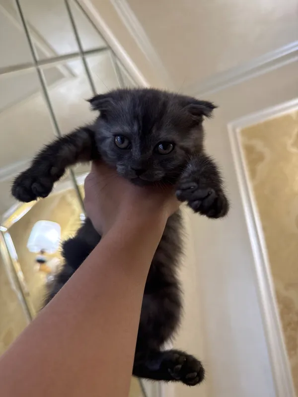 Шотландский вислоухий котёнок (Scottish Fold), 2 месяца 4 Шотландский вислоухий котёнок (Scottish Fold), 2 месяца 4