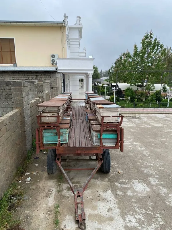 Asalari pritsipi uyalari bilan sotiladi — фото 5