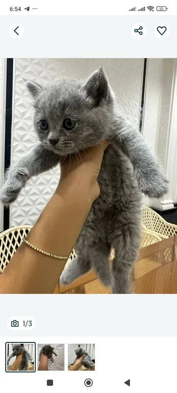 Продам скоттиш страйтов — фото 2