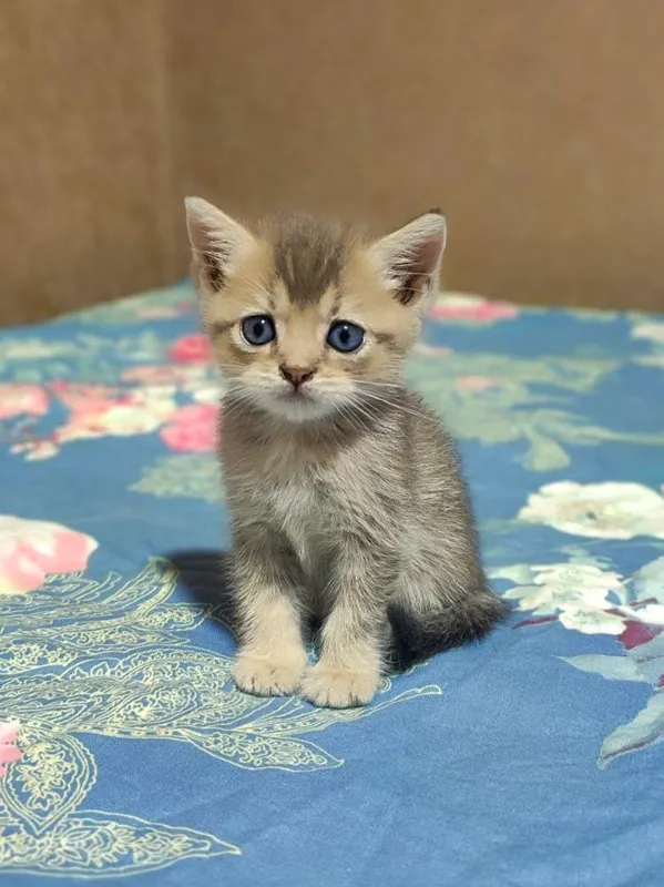 продаются золотистые и серебрситые шиншиллы котята 3