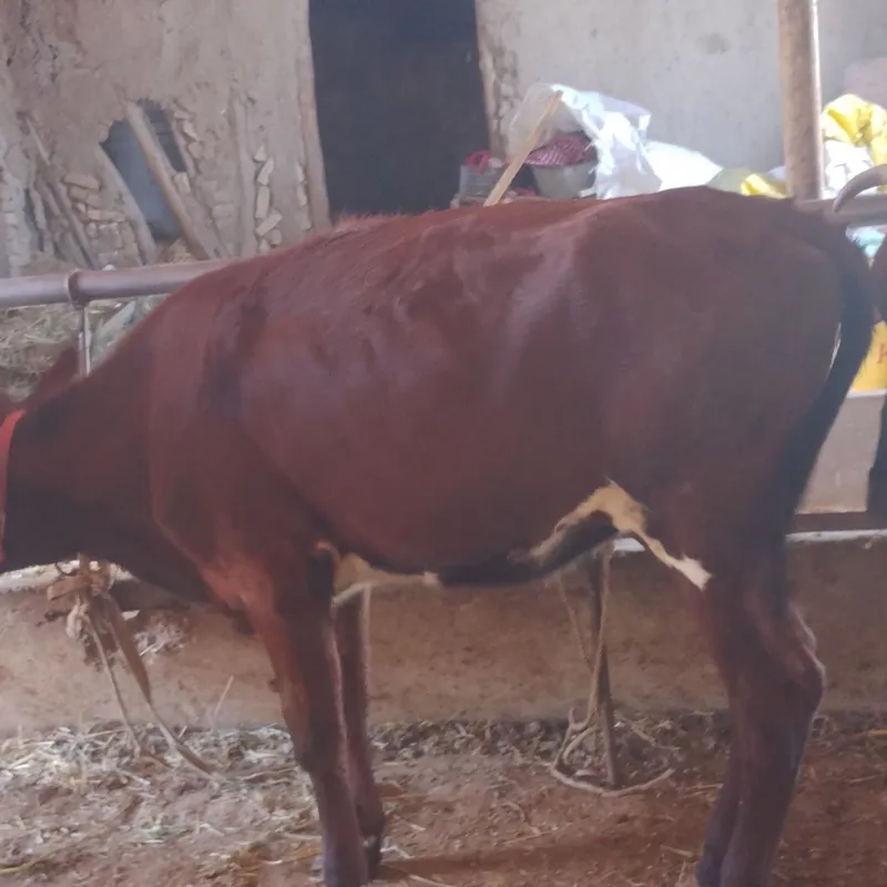 Qizilchōl sigir kafolati bilan 4 Qizilchōl sigir kafolati bilan 4