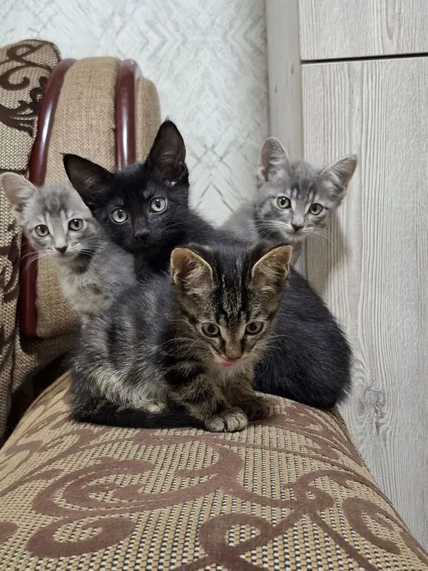 Котята здоровые для хороших рук 3 Котята здоровые для хороших рук 3